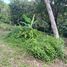  Land for sale in Kathu, Phuket, Patong, Kathu