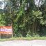  Land for sale in Narathiwat, Tanyong Mat, Ra-Ngae, Narathiwat