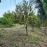  Land for sale in Phuket Town, Phuket, Rawai, Phuket Town