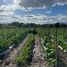  Land for sale in Comayagua Comayagua, Comayagua, Comayagua