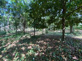  Land for sale in Thalang, Phuket, Si Sunthon, Thalang