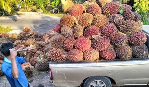 N/A Grundstück zu verkaufen in Sai Khao, Krabi 