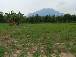  Grundstück zu verkaufen in Chiang Dao, Chiang Mai, Mae Na, Chiang Dao