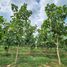  Land for sale in Pak Chong Nakhon Ratchasima, Klang Dong, Pak Chong, Nakhon Ratchasima