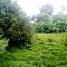  Land for sale in Boat Avenue Cherngtalay, Choeng Thale, Choeng Thale