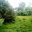  Land for sale in Choeng Thale, Thalang, Choeng Thale