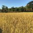  Land for sale in Tha Pha, Lampang, Tha Pha, Ko Kha