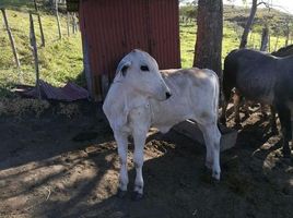  Grundstück zu verkaufen in Tilaran, Guanacaste, Tilaran, Guanacaste