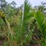  Grundstück zu verkaufen in Pauini, Amazonas, Pauini