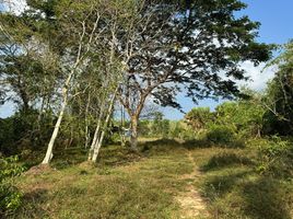  Land for sale in Phuket, Thep Krasattri, Thalang, Phuket