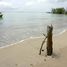  Grundstück zu verkaufen in Bocas Del Toro, Bocas Del Toro, Punta Laurel, Bocas Del Toro