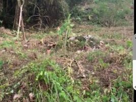  Land for sale in Phuket, Chalong, Phuket Town, Phuket