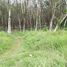  Land for sale in Si Sunthon, Thalang, Si Sunthon