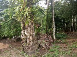  Land for sale in Rommani, Kapong, Rommani