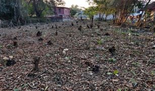 N/A Grundstück zu verkaufen in Nong Bua, Udon Thani 
