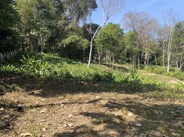  Land for sale in Thanon Talang, Talat Yai, Talat Nuea