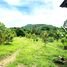  Land for sale in Phetchabun, Bung Namtao, Lom Sak, Phetchabun