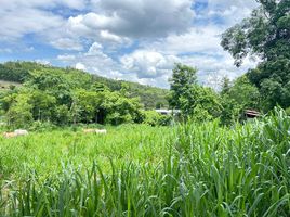  Land for sale in Thung Pi, Mae Wang, Thung Pi