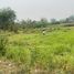  Land for sale in San Pa Tong, Chiang Mai, Thung Satok, San Pa Tong