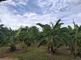  Grundstück zu verkaufen in Mae Rim, Chiang Mai, Mueang Kaeo, Mae Rim