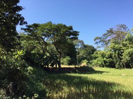  Land for sale in Thuem Tong, Mueang Nan, Thuem Tong