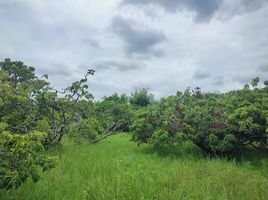  Land for sale in Makhun Wan, San Pa Tong, Makhun Wan