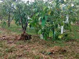  Grundstück zu verkaufen in Careiro, Amazonas, Careiro