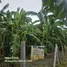  Land for sale in Lak Si Bangkok, Thung Song Hong, Lak Si, Bangkok