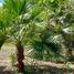  Land for sale in Amazonas, Silves, Silves, Amazonas