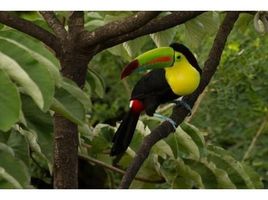  Grundstück zu verkaufen in Tilaran, Guanacaste, Tilaran