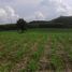  Land for sale in Wang Saphung, Loei, Si Songkhram, Wang Saphung