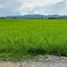  Land for sale in Mueang Nan, Nan, Thuem Tong, Mueang Nan