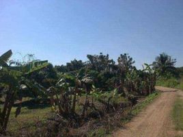  Land for sale in San Pa Tong, Chiang Mai, Ban Klang, San Pa Tong