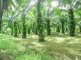  Land for sale in Tha Yang, Mueang Chumphon, Tha Yang