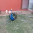 6 Schlafzimmer Villa zu verkaufen im Appartement a vendre à Tiflet, Tiflet, Khemisset, Rabat Sale Zemmour Zaer, Marokko