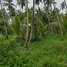  Land for sale in Surat Thani, Bang Bai Mai, Mueang Surat Thani, Surat Thani