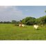  Land for sale in Bagaces, Guanacaste, Bagaces