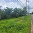  Land for sale in Phangnga, Krasom, Takua Thung, Phangnga