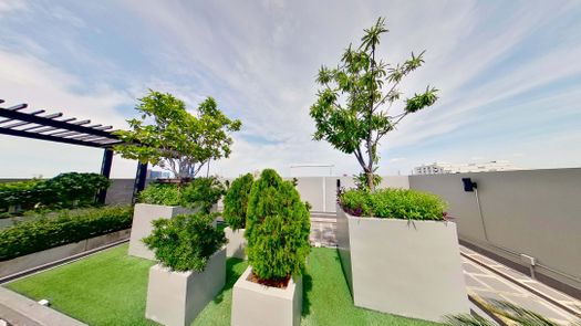 3D Walkthrough of the Communal Garden Area at The Ace Ekamai 