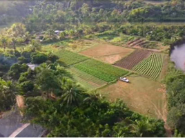  Land for sale in Ban Luang, Chom Thong, Ban Luang