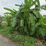  Land for sale in Bang Sare, Sattahip, Bang Sare