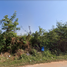  Land for sale in Mueang Maha Sarakham, Maha Sarakham, Koeng, Mueang Maha Sarakham