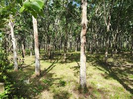  Land for sale in Phuket International Airport, Mai Khao, Thep Krasattri