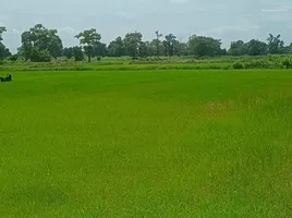  Land for sale in Si Lako, Chakkarat, Si Lako