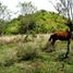  Grundstück zu verkaufen in Renacimiento, Chiriqui, Plaza Caisan, Renacimiento, Chiriqui