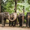 Immobilien kaufen nahe Elephant Jungle Sanctuary Phuket, Kathu
