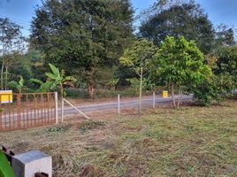  Land for sale in Pak Chong, Nakhon Ratchasima, Pong Ta Long, Pak Chong