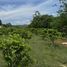  Land for sale in Nakhon Ratchasima, Mu Si, Pak Chong, Nakhon Ratchasima