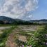  Land for sale in Patong, Kathu, Patong