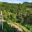 ขายที่ดิน ใน ท้ายเหมือง พังงา, นาเตย, ท้ายเหมือง